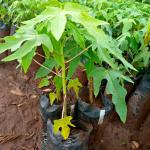 Pawpaw Seedling