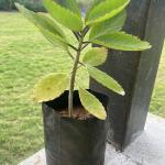Miracle leaf