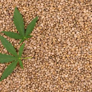 Hemp seed