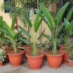 Traveler's Palm