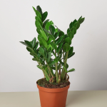 ZZ plant