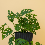 Monstera