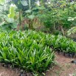 Supergene Oil Palm Seedlings