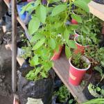 Lime Basil