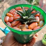 Haworthia Limifolia