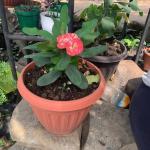 Crown of Thorns