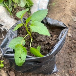 Stinging Nettle
