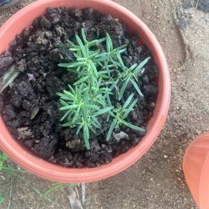 Rosemary