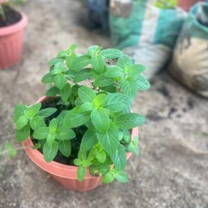 Pepper Mint