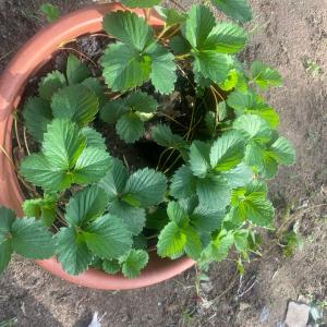 Strawberry