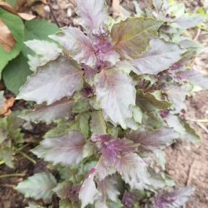 Dark opal basil