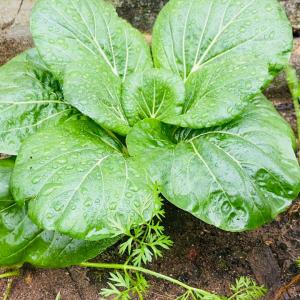 Bok Choy