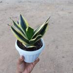 Dwarf snake plant