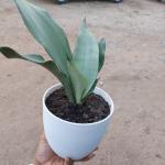 Snake plant