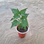 Stinging Nettle