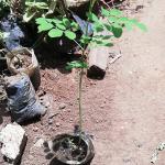 Moringa