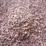 Cloves